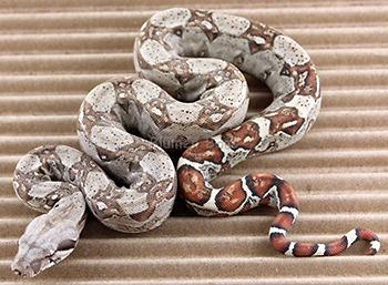 Male Russian T+ (Blonde T+) Het Sharp Boa Constrictor