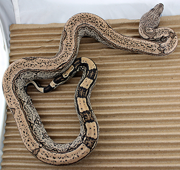 Female Anery Arabesque 66% Possible het Kahl Albino (Het Snow)