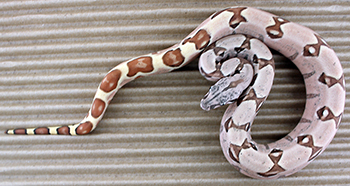 Male Hypo het Anery Sugar Redline Pastel Possible Jungle