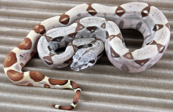 Female Hypo het Anery Sugar Redline Pastel Possible Jungle