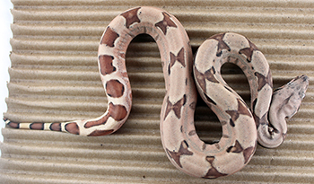 Female Hypo het Anery Sugar Redline Pastel Possible Jungle