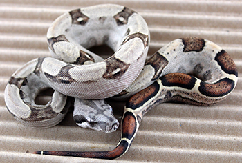 Female Motley het Anery Possible Jungle