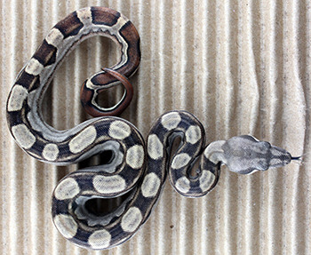 Male Motley het Anery Possible Jungle