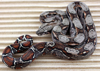 Female 66% het Leopard Boa Constrictor