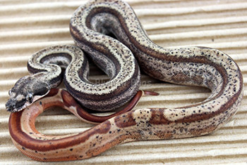 Male Hypo Motley 66% het Eclipse (het Leopard) Boa Constrictor