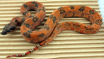 Female Hypo Leopard Boa Constrictor