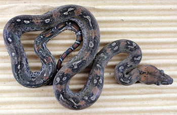 Male Leopard Boa Constrictor