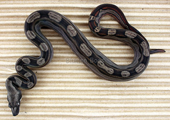 Female Motley 66% het Eclipse (het Leopard) Boa Constrictor