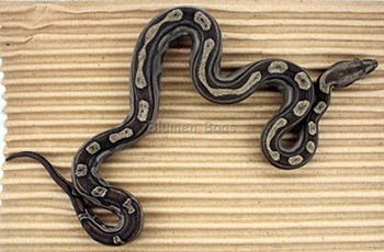 Female Motley 66% het Eclipse (het Leopard) Boa Constrictor