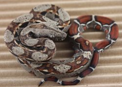 BLU5-12-16HETLEO2 - Picture taken on 6/14/16 (indoors in a light tent - no flash).