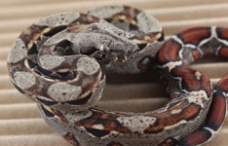 BLU5-12-16HETLEO2 - Picture taken on 6/14/16 (indoors in a light tent - no flash).