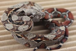 BLU5-12-16HETLEO2 - Picture taken on 6/14/16 (indoors in a light tent - no flash).