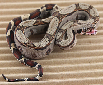 Female Motley Het Leopard