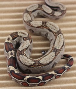 BLU5-12-16HETLEO3 - Picture taken on 6/14/16 (indoors in a light tent - no flash).