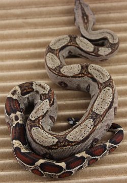 BLU5-12-16HETLEO3 - Picture taken on 6/14/16 (indoors in a light tent - no flash).