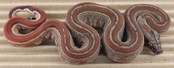 Female Hytec (Hypo Aztec) het Leopard Boa Constrictor