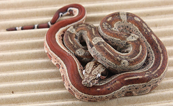 Female Hytec (Hypo Aztec) het Leopard Boa Constrictor