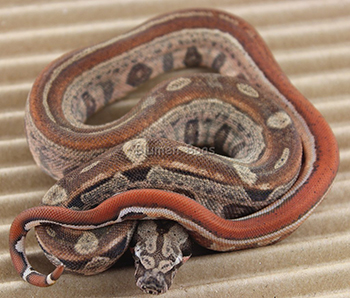 Female Hytec (Hypo Aztec) Het Leopard