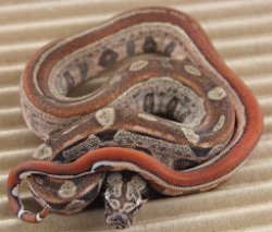 BLU5-12-16HYTECHETLEO4 - Picture taken on 6/14/16 (indoors in a light tent - no flash).