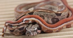 BLU5-12-16HYTECHETLEO4 - Picture taken on 6/14/16 (indoors in a light tent - no flash).