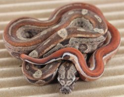 BLU5-12-16HYTECHETLEO4 - Picture taken on 6/14/16 (indoors in a light tent - no flash).