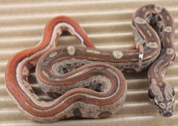 BLU5-12-16HYTECHETLEO4 - Picture taken on 6/14/16 (indoors in a light tent - no flash).