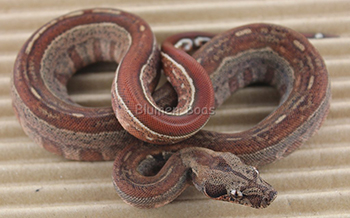 Female Hytec (Hypo Aztec) Het Leopard