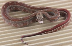 BLU5-12-16HYTECHETLEO5 - Picture taken on 6/14/16 (indoors in a light tent - no flash).
