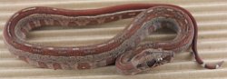 BLU5-12-16HYTECHETLEO5 - Picture taken on 6/14/16 (indoors in a light tent - no flash).