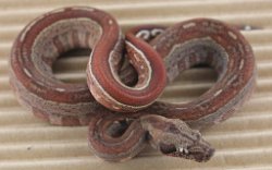 BLU5-12-16HYTECHETLEO5 - Picture taken on 6/14/16 (indoors in a light tent - no flash).