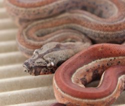 BLU5-12-16HYTECHETLEO6 - Picture taken on 6/14/16 (indoors in a light tent - no flash).