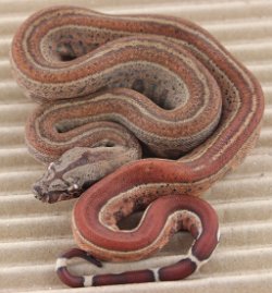 BLU5-12-16HYTECHETLEO6 - Picture taken on 6/14/16 (indoors in a light tent - no flash).