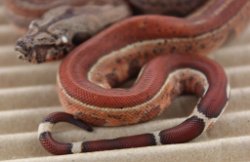 BLU5-12-16HYTECHETLEO6 - Picture taken on 6/14/16 (indoors in a light tent - no flash).