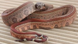 BLU5-12-16HYTECHETLEO6 - Picture taken on 6/14/16 (indoors in a light tent - no flash).