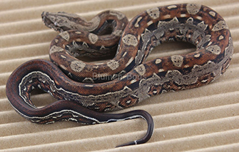 Female Motley Aztec Het Leopard