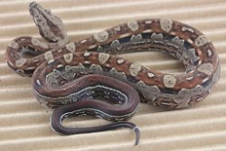 BLU5-12-16MOTAZTECHETLEO1 - Picture taken on 6/14/16 (indoors in a light tent - no flash).