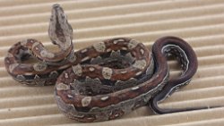 BLU5-12-16MOTAZTECHETLEO1 - Picture taken on 6/14/16 (indoors in a light tent - no flash).