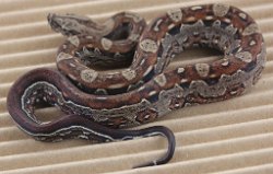 BLU5-12-16MOTAZTECHETLEO1 - Picture taken on 6/14/16 (indoors in a light tent - no flash).