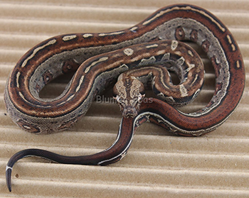 Female Motley Aztec Het Leopard