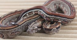 BLU5-12-16MOTAZTECHETLEO2 - Picture taken on 6/14/16 (indoors in a light tent - no flash).