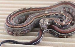 BLU5-12-16MOTAZTECHETLEO2 - Picture taken on 6/14/16 (indoors in a light tent - no flash).