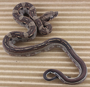 Female Motley Aztec het Leopard Boa Constrictor