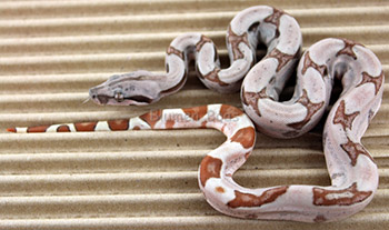 Female Hypo Jungle Het Sharp 66% Het Anery