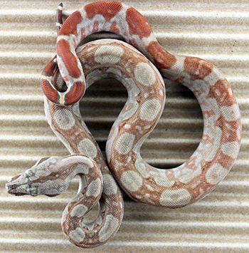 Male Central American T+ Albino het Type 2 Anery (het Type 2 Snow)