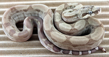 Female Central American T+ Type 2 Moonglow