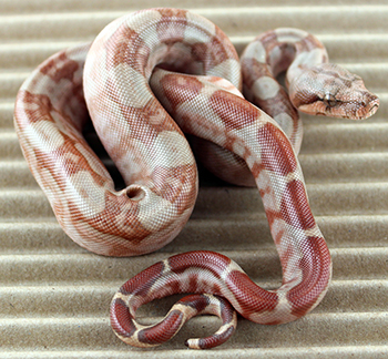 Male Central American T+ Sunglow het Type 2 Anery (het Type 2 Moonglow)