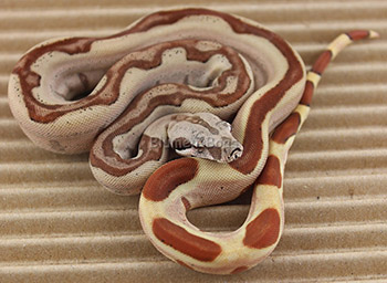 Male Pastel Hypo Jungle 66% het Anery