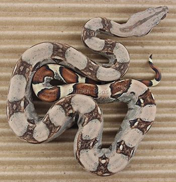 Female Pastel 66% het Anery