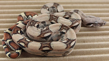 Female Pastel 66% het Anery Boa Constrictor