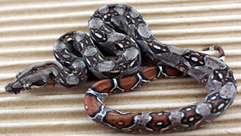 Female 66% het Leopard Boa Constrictor